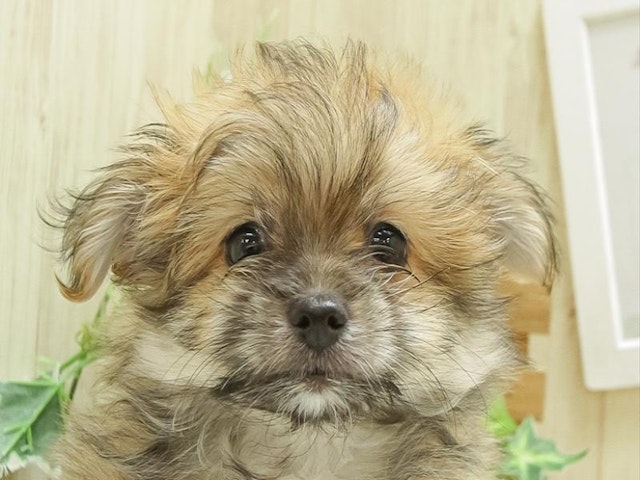 静岡県のハーフ犬・ミックス犬 (ペッツワン伊東店/2024年6月21日生まれ/女の子/オレンジセーブル)の子犬